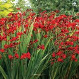 Crocosmia NOVA® 'Dragonfire'