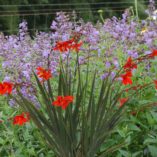 Crocosmia TWILIGHT FAIRY™ 'Crimson'