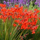 Crocosmia TWILIGHT FAIRY™ 'Crimson'