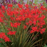 Crocosmia TWILIGHT FAIRY™ 'Crimson'