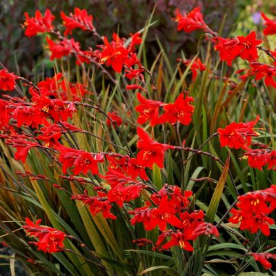 Crocosmia TWILIGHT FAIRY™ 'Crimson'