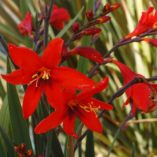 Crocosmia TWILIGHT FAIRY™ 'Crimson'