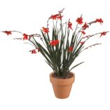 Crocosmia TWILIGHT FAIRY™ 'Crimson'