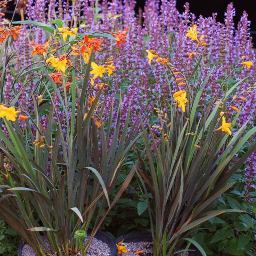 Crocosmia TWILIGHT FAIRY™ 'Gold'