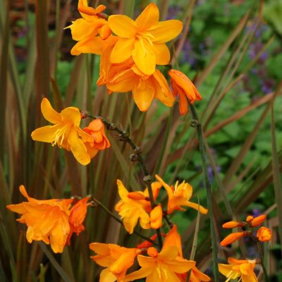 Crocosmia TWILIGHT FAIRY™ 'Gold'