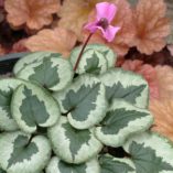 Cyclamen 'Something Magic'