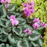 Cyclamen 'Something Magic'