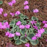 Cyclamen 'Something Magic'