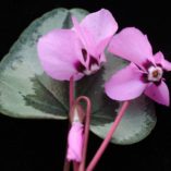 Cyclamen 'Something Magic'