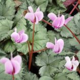 Cyclamen SWEETHEART™ 'Silver'