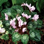 Cyclamen SWEETHEART™ 'Sparkle'