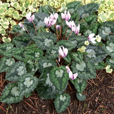 Cyclamen SWEETHEART™ 'Sparkle'