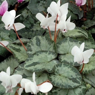 Cyclamen SWEETHEART™ 'Splash'