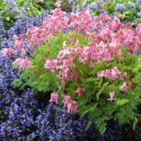 Dicentra 'Amore Pink'