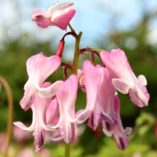 Dicentra 'Amore Pink'