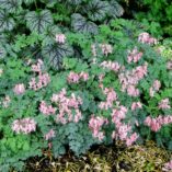 Dicentra 'Amore Pink'