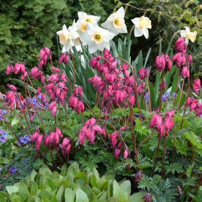 Dicentra 'Amore Rose'