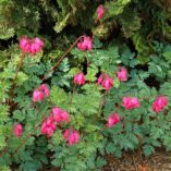 Dicentra 'Amore Rose'