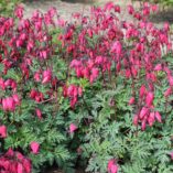 Dicentra 'Amore Rose'