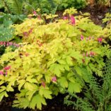 Dicentra 'Gold Heart'