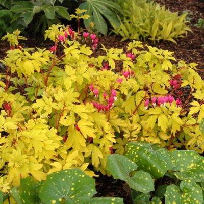 Dicentra 'Gold Heart'