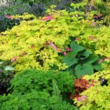 Dicentra 'Gold Heart'