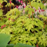 Dicentra 'Gold Heart'