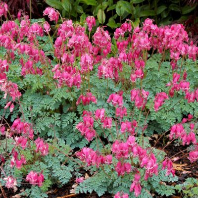 Dicentra 'King of Hearts'