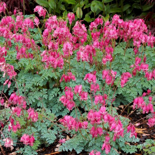 Dicentra 'King of Hearts'