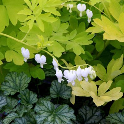 Dicentra 'White Gold'