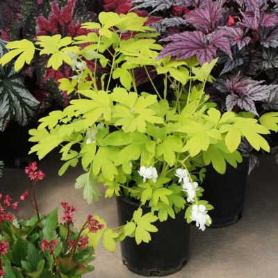 Dicentra 'White Gold'