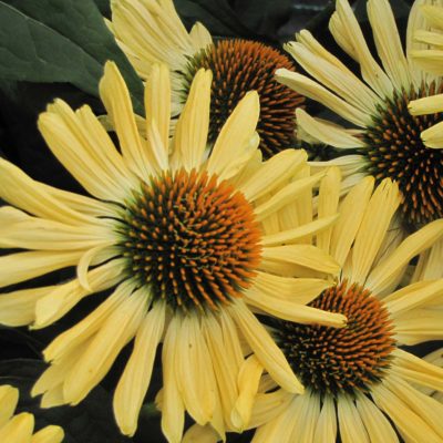 Echinacea 'Aloha'