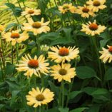 Echinacea 'Aloha'