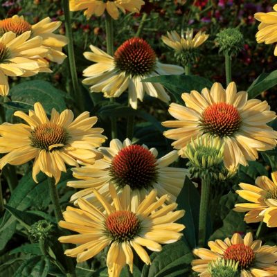 Echinacea 'Aloha'