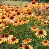 Echinacea 'Big Kahuna'