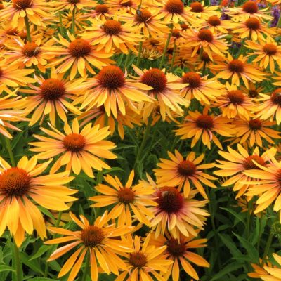 Echinacea 'Big Kahuna'