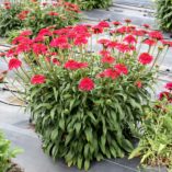 Echinacea CARA MIA™ 'Rose'