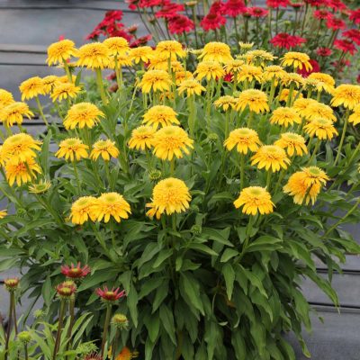 Echinacea CARA MIA™ 'Yellow'