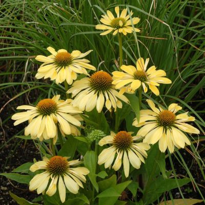 Echinacea 'Chiquita'