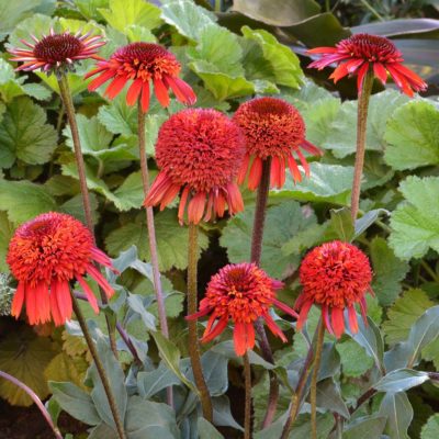 Echinacea 'Cinnamon Cupcake'