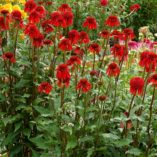 Echinacea 'Cinnamon Cupcake'