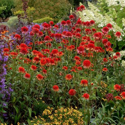 Echinacea 'Coral Reef'