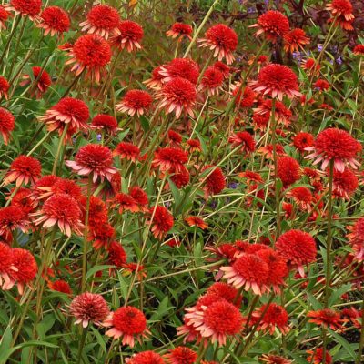 Echinacea 'Coral Reef'