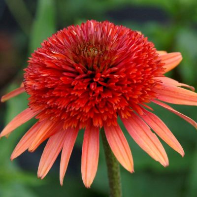 Echinacea 'Coral Reef'