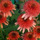 Echinacea 'Coral Reef'