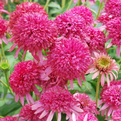 Echinacea 'Cranberry Cupcake'