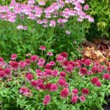 Echinacea 'Cranberry Cupcake'