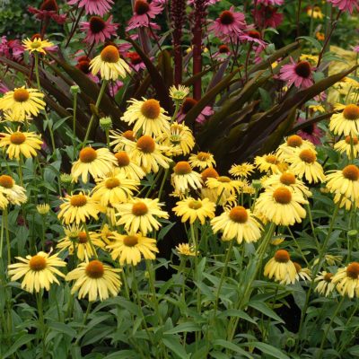 Echinacea 'Daydream'