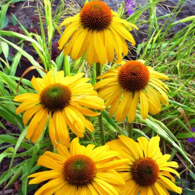 Echinacea 'Daydream'