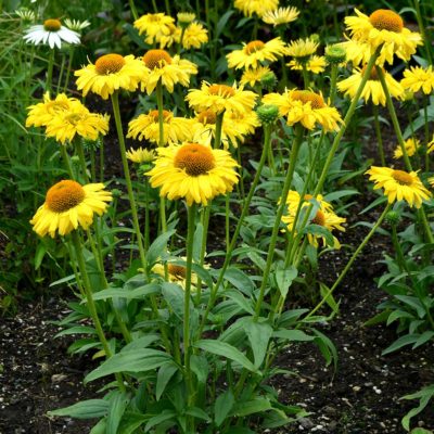 Echinacea 'Daydream'